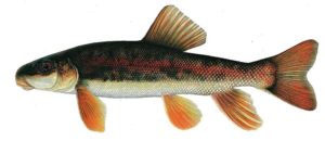 The Unendangered, Unthreatened, Modoc Sucker