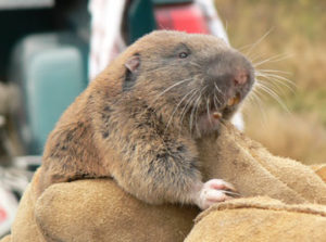 Mazama_pocket_gopher