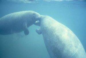 West_Indian_manatee