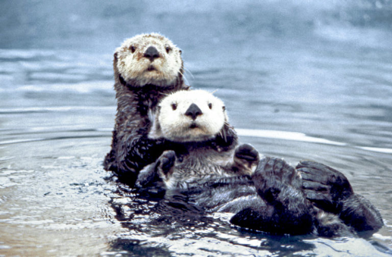 Sea otter pair, playful companions in the ocean.