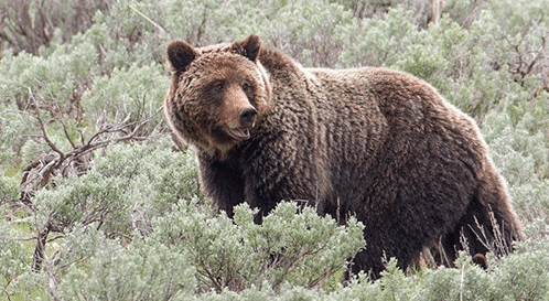 Yellowstone Grizzly