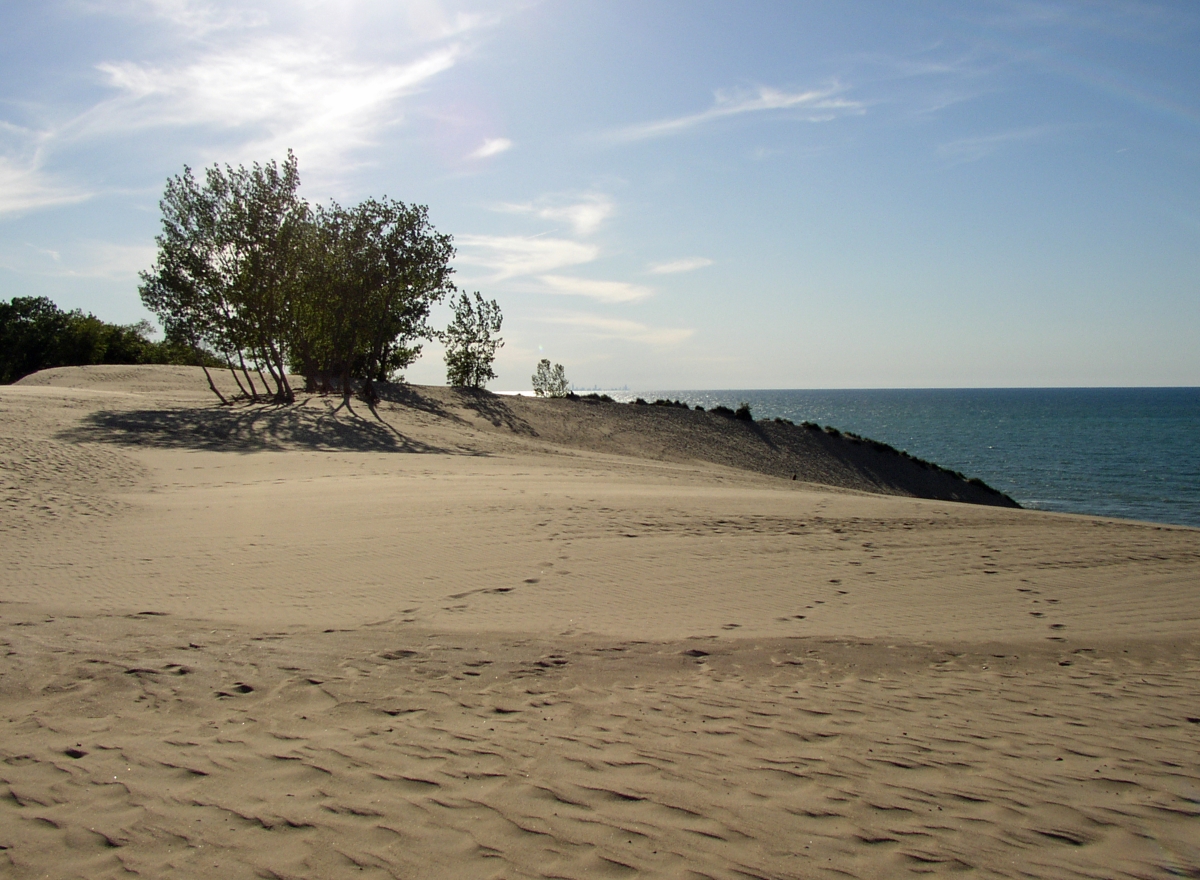 Beach dunes, nature's protective coastal formation.