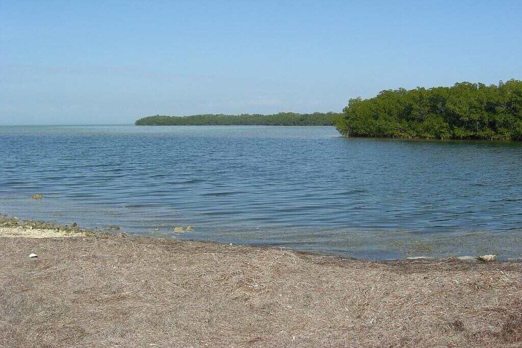 Mangrove beach