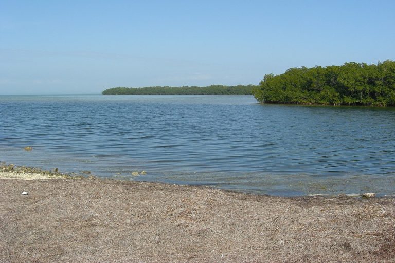 Mangrove Beach