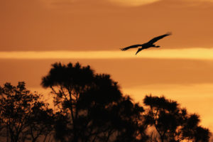 Bird flying sunset view