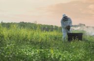 Beekeeping, nurturing nature's pollinators for a thriving ecosystem.