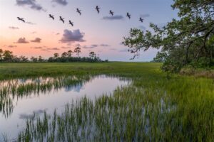 wetland habitat optimized