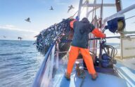 Skillful commercial fisherman showcases abundant catch, surrounded by vast ocean, on a boat