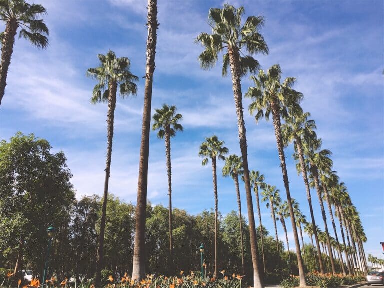 Anaheim palm trees