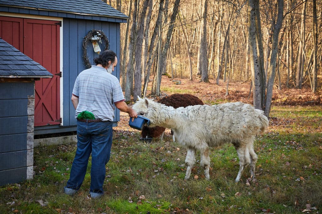 DiPietro feeding alpaca