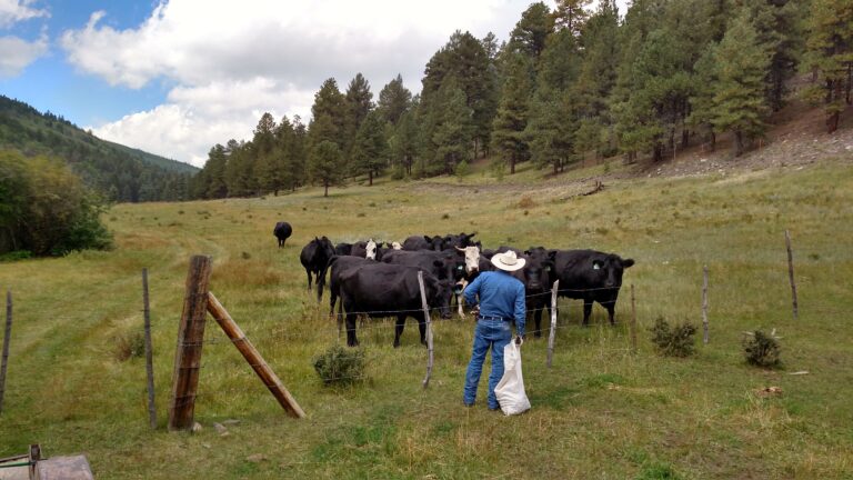 sanchez cows