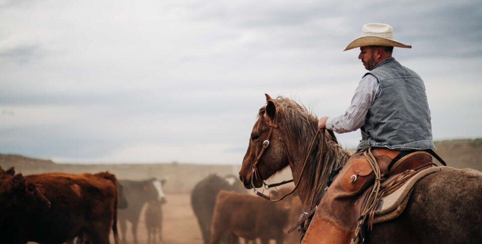 Image of PLF client Chris Heaton riding a horse and wrangling cattle.