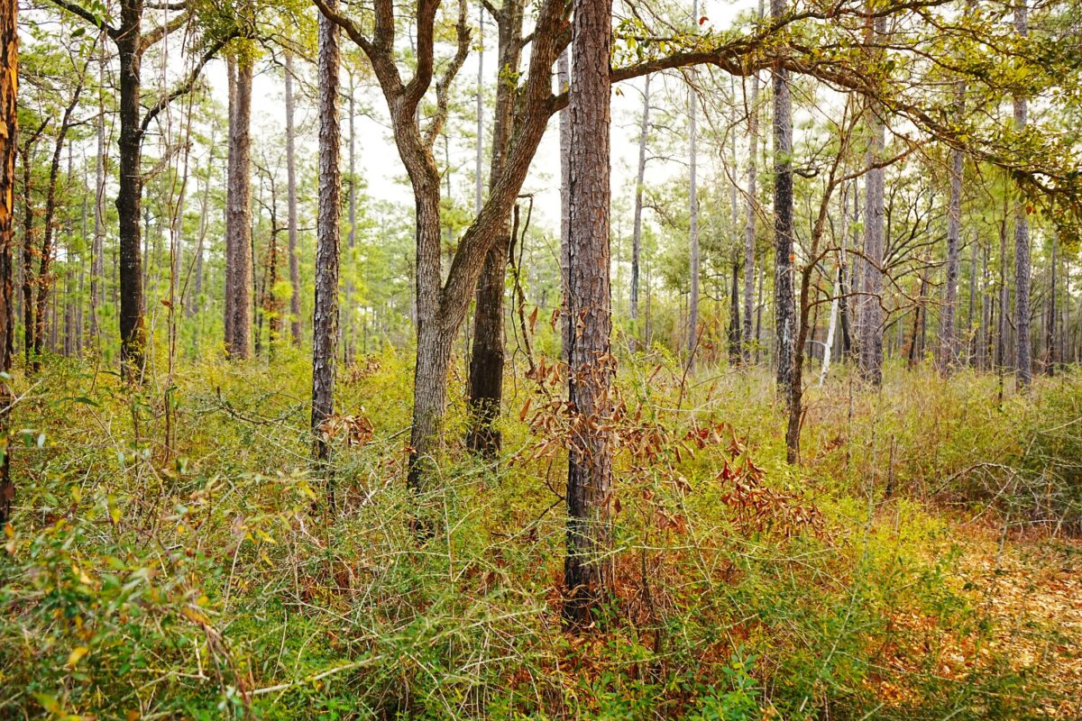 Alabama forest land