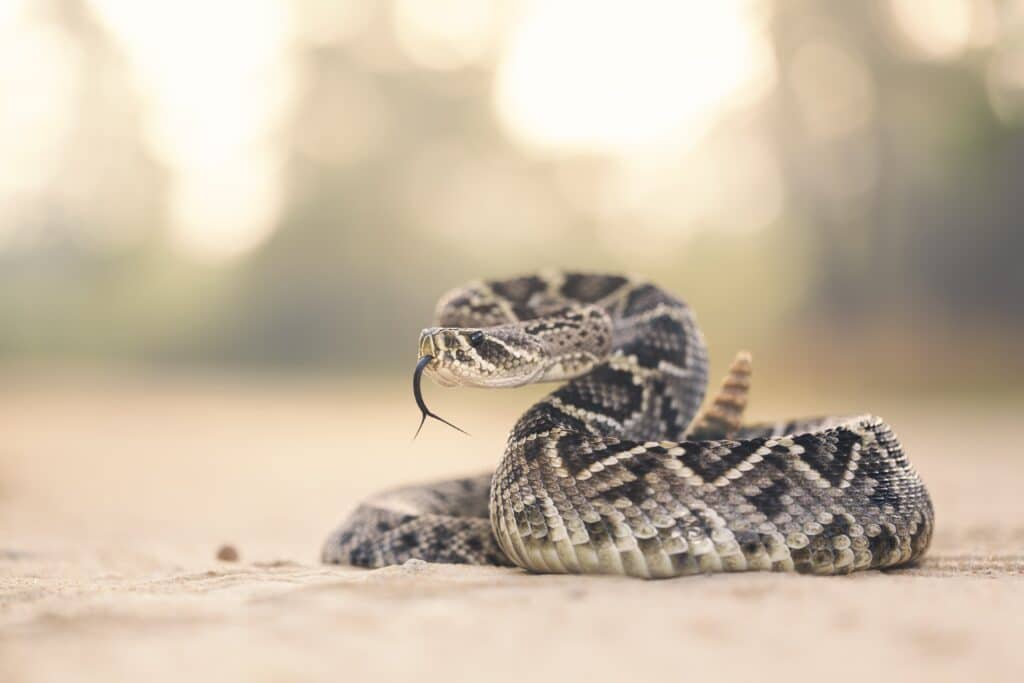 A picture of a rattlesnake