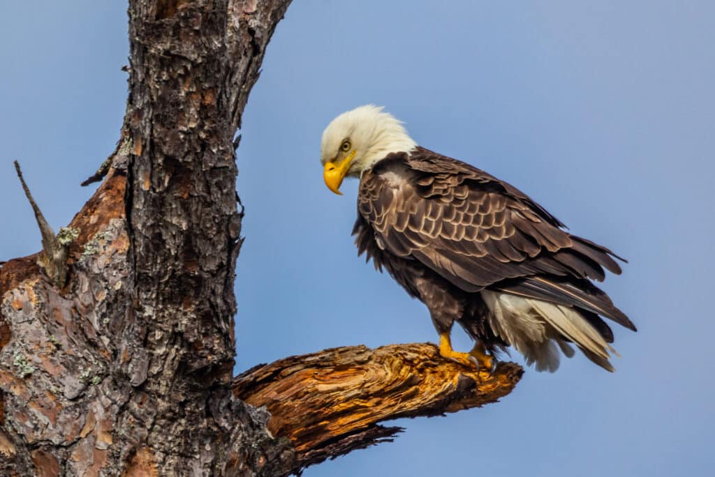 Mr. Beast v. the bald eagle