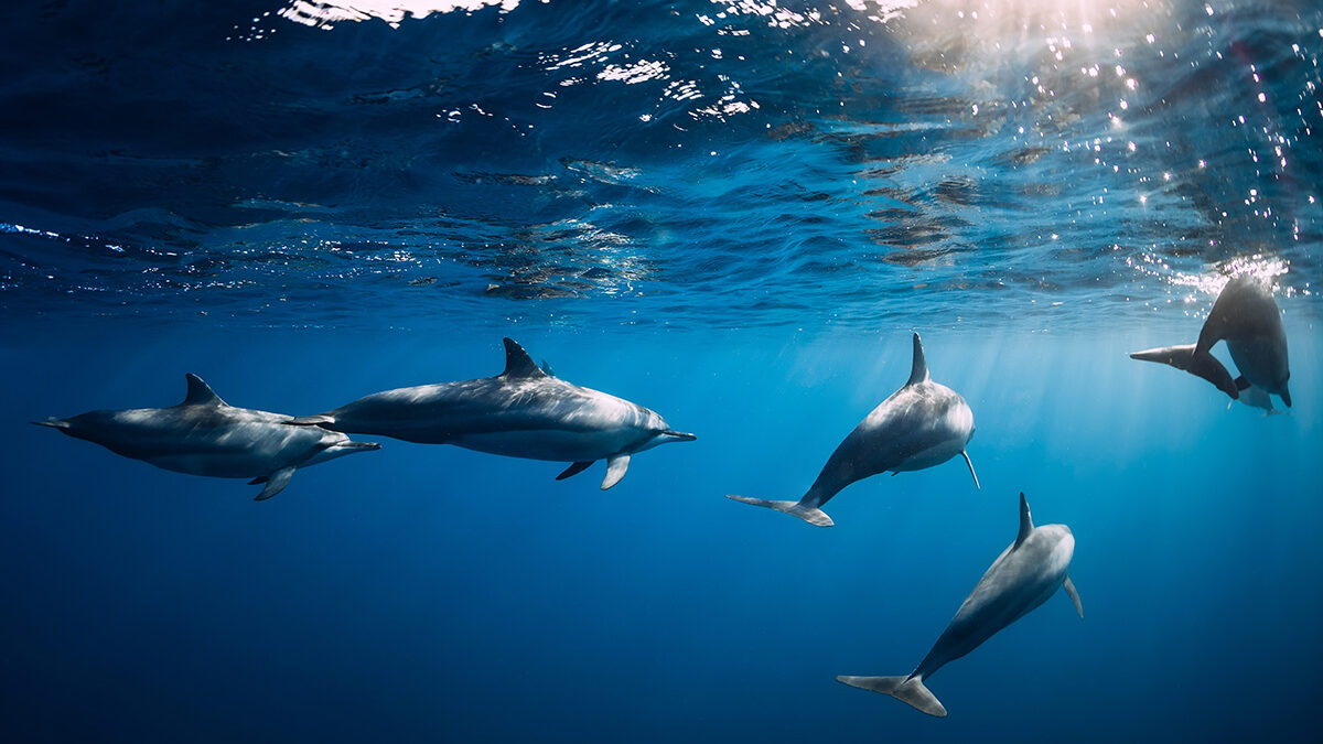 A Hawaii dolphin therapist's case could shape the Comey and James