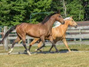 USDA drops case against Tennessee walking horse owner after three-year fight